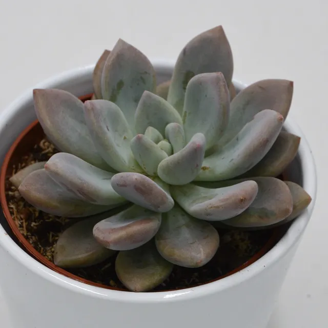 pasiora-x-graptoveria-opalina-sukkulente-10-5cm-topf image 1