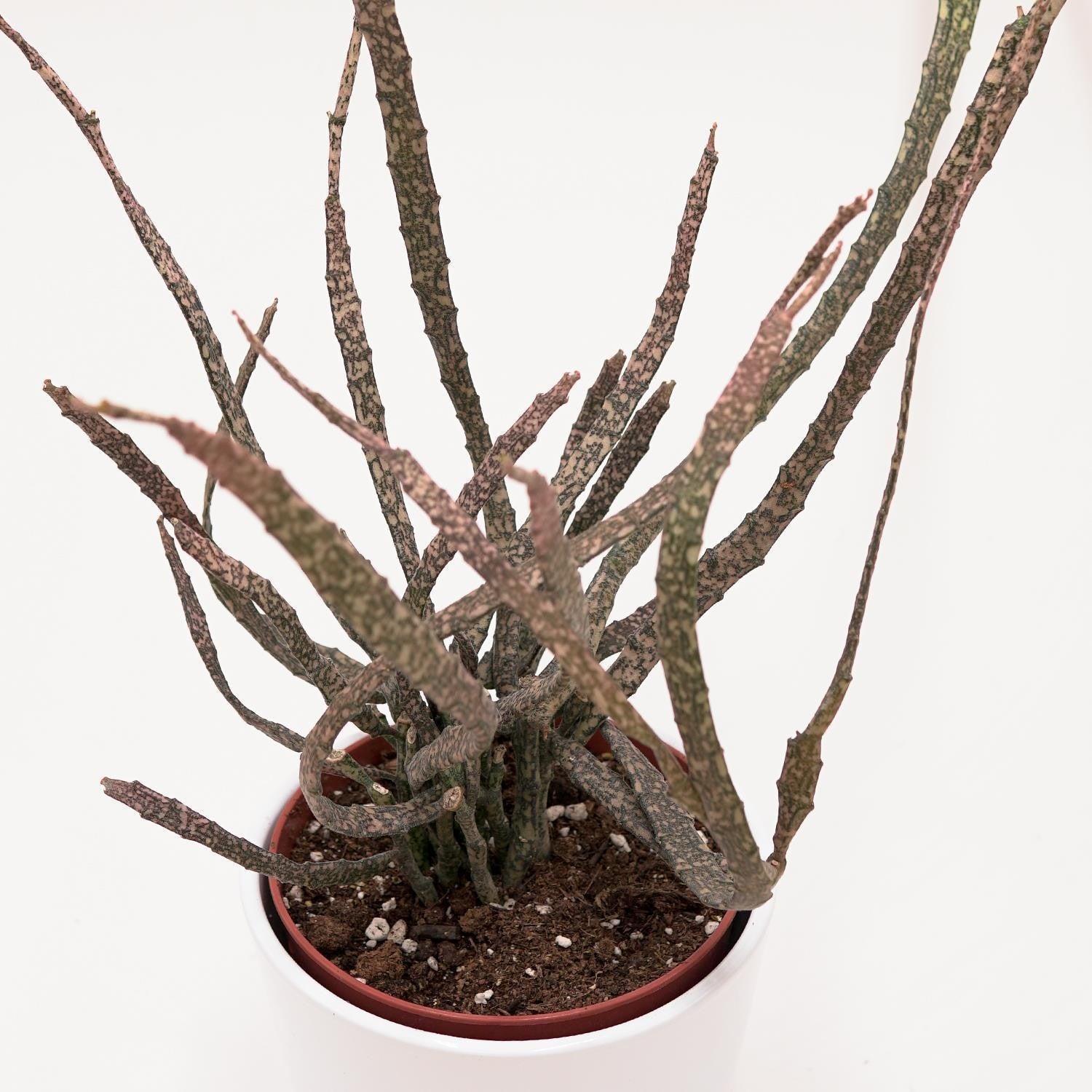 pasiora-euphorbia-platyclada-sukkulente-12cm-topf image 1