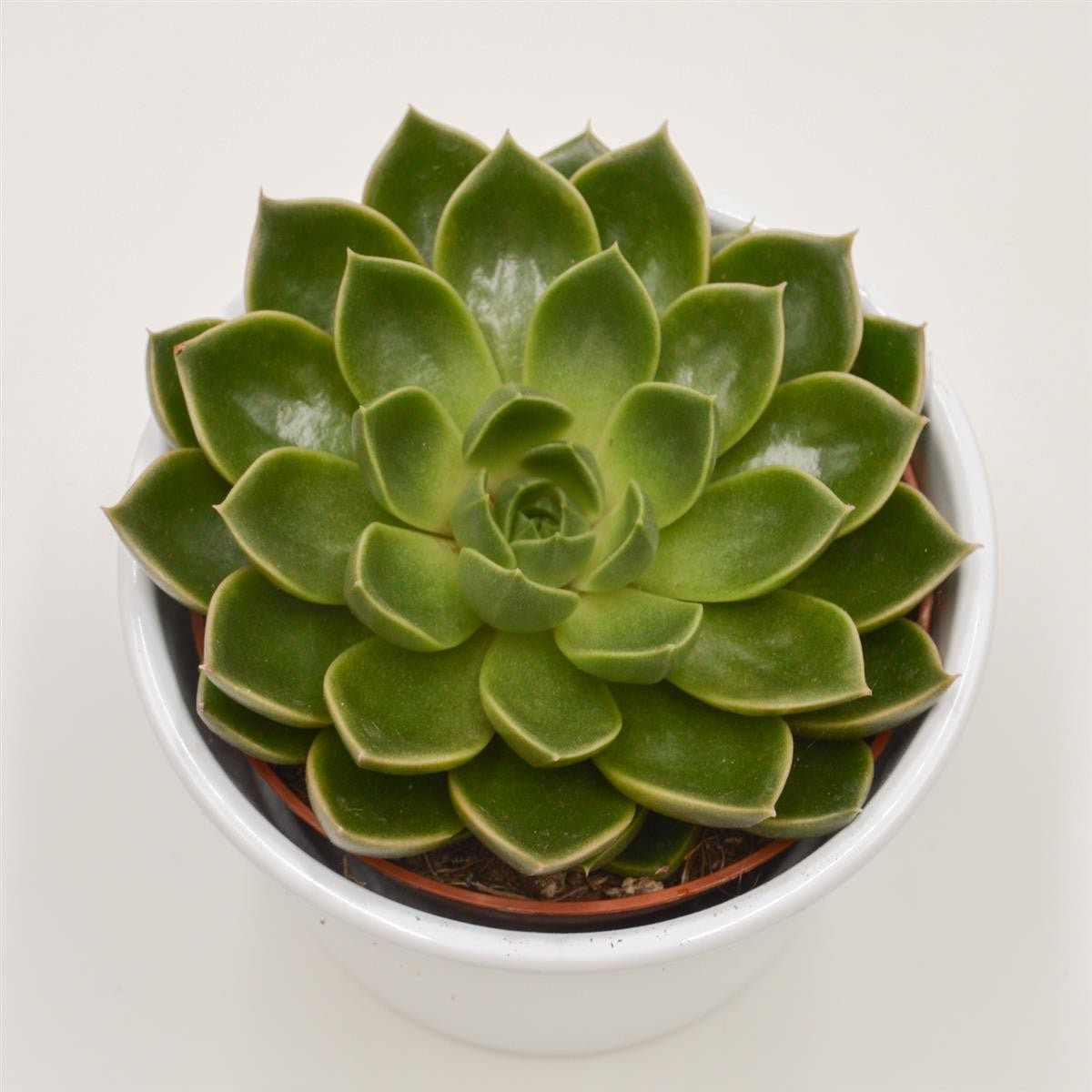 pasiora-echeveria-torro-sukkulente-10-5cm image 2