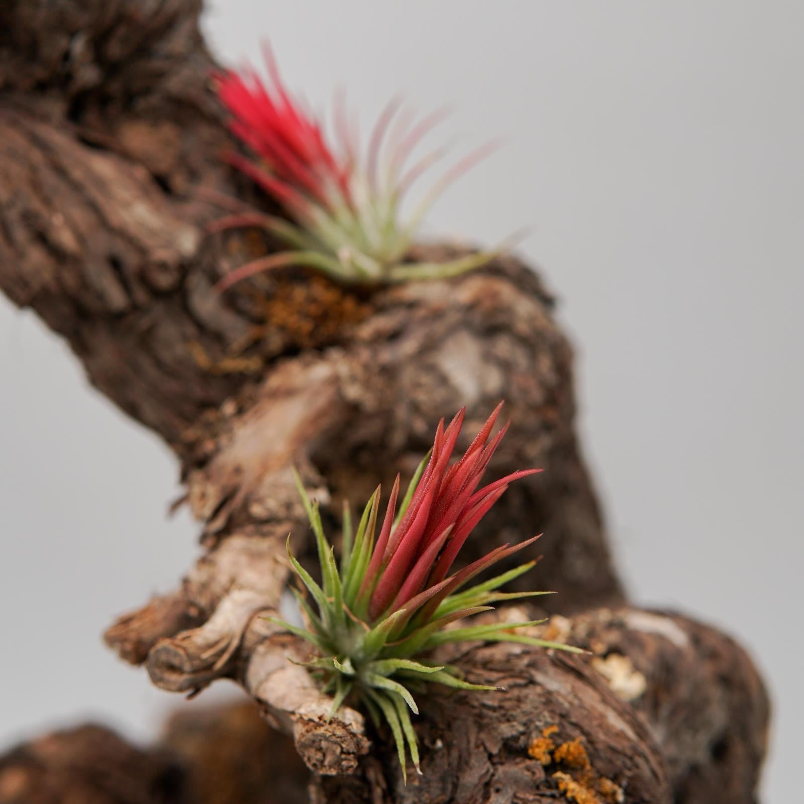 pasiora-tillandsia-ionantha-fuego-luftpflanze image 2