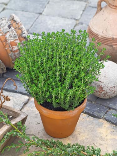 baldur-garten-bio-gew-rz-thymian-pflanze-13-cm-topf image 4