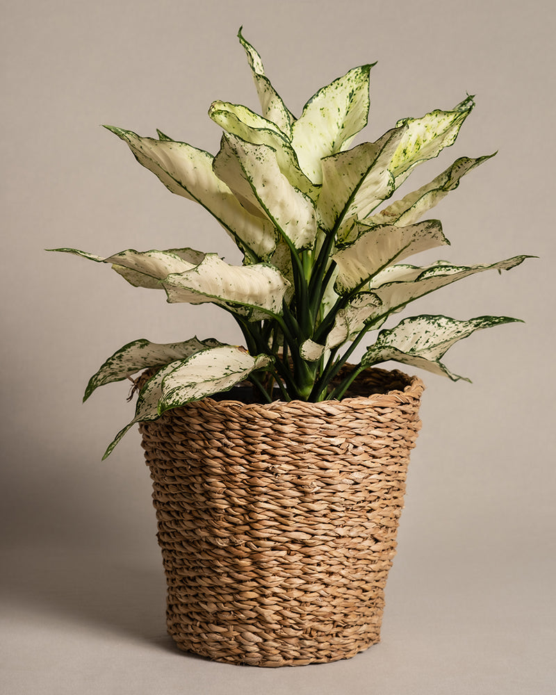 feey-grosse-aglaonema-kiwi-kolbenfaden-zimmerpflanze image 7