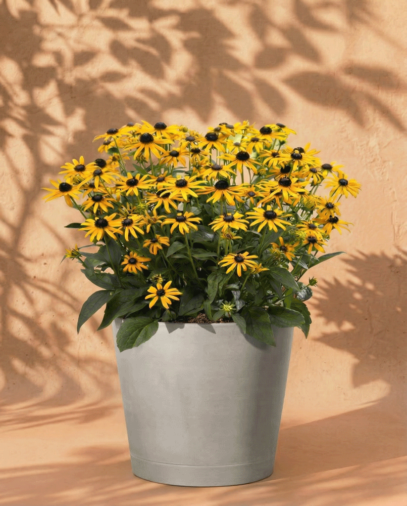 feey-gelber-sonnenhut-rudbeckia-fulgida-wurzelstock image 5