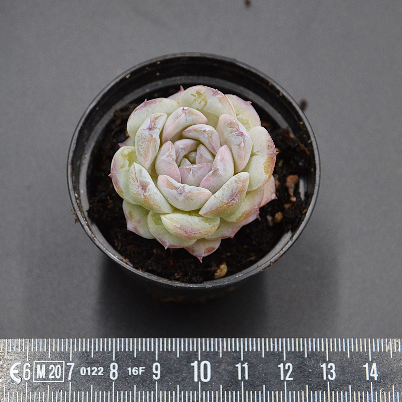 pasiora-echeveria-sukkulente-rarit-t-einzelst-ck image 2