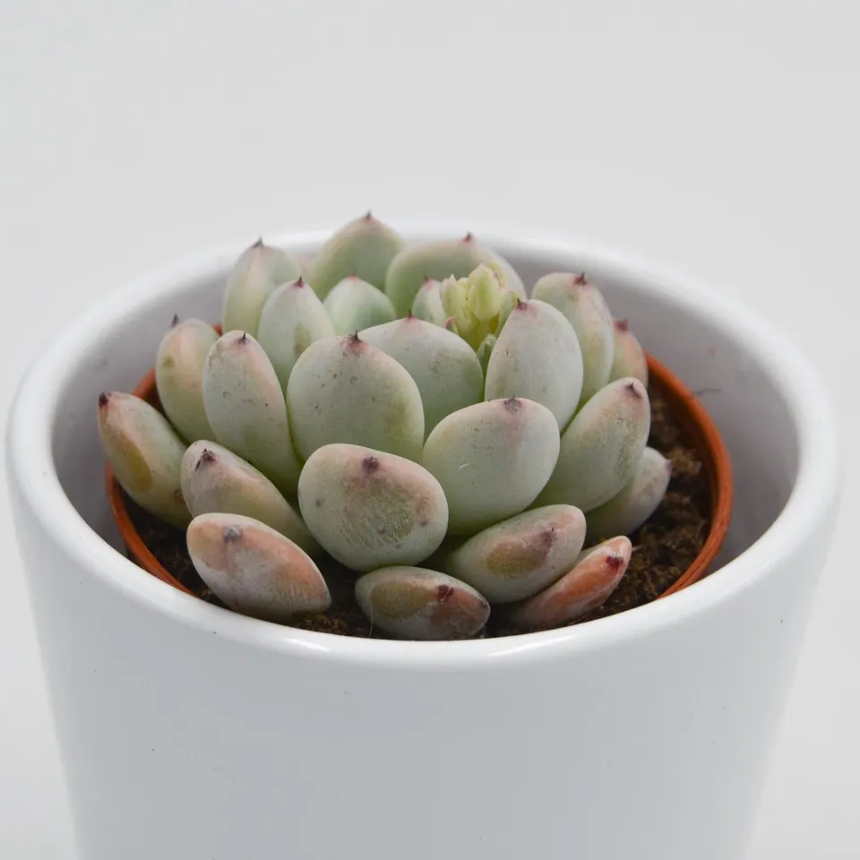 pasiora-echeveria-baena-mintgr-n-5-5cm-topf image 1
