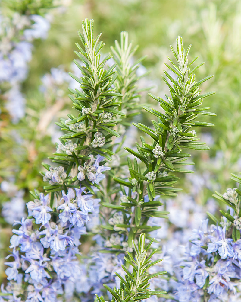 feey-rosmarin-salvia-rosmarinus-winterhart-1-2-m image 2
