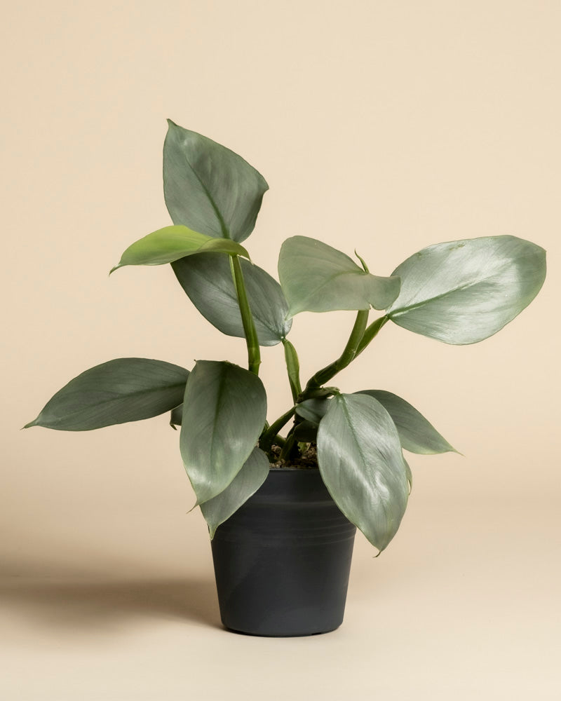 feey-philodendron-hastatum-silver-sword-zimmerpflanze image 3