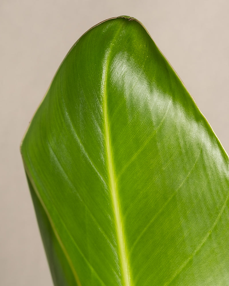 feey-pflanzen-set-f-r-viel-licht-5-zimmerpflanzen-mit-strelitzie-und-aloe image 8