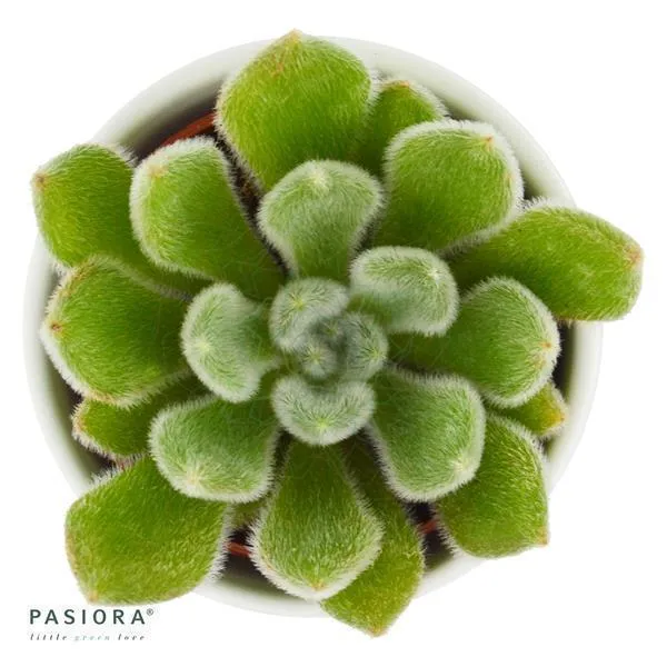 pasiora-echeveria-setosa-echeverie-sukkulente-6-cm-topf image 1