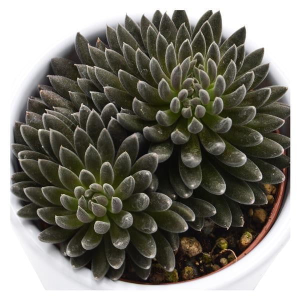pasiora-sinocrassula-yunnanensis-sukkulente-5-5-cm-topf image 1