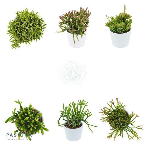 pasiora-rhipsalis-set-3-st-ck-rhipsalis-sukkulenten-mix image 1