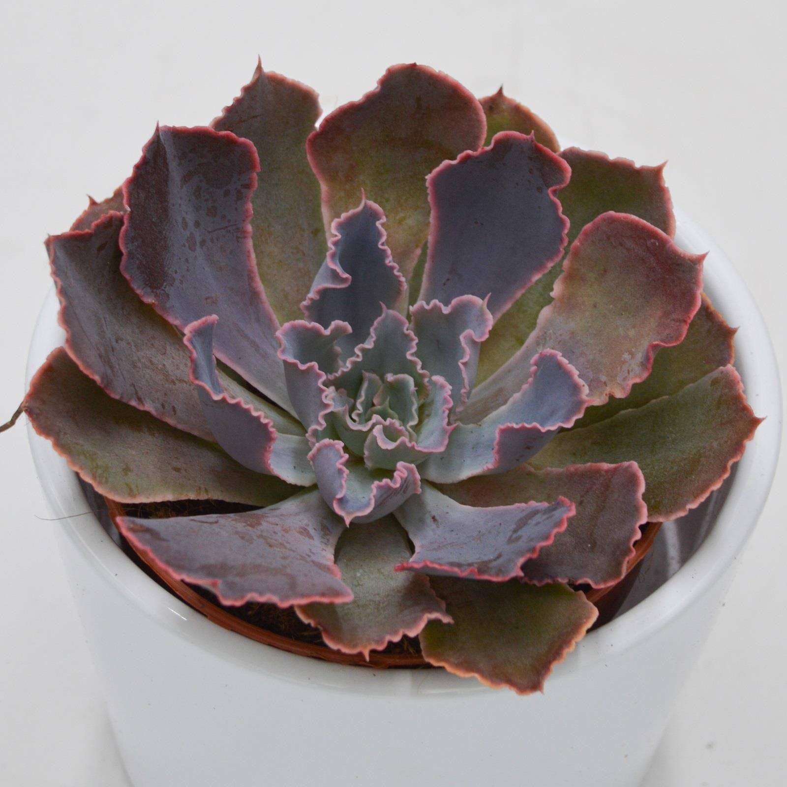 pasiora-echeveria-neon-breaker-sukkulente-8-5-cm-topf image 1