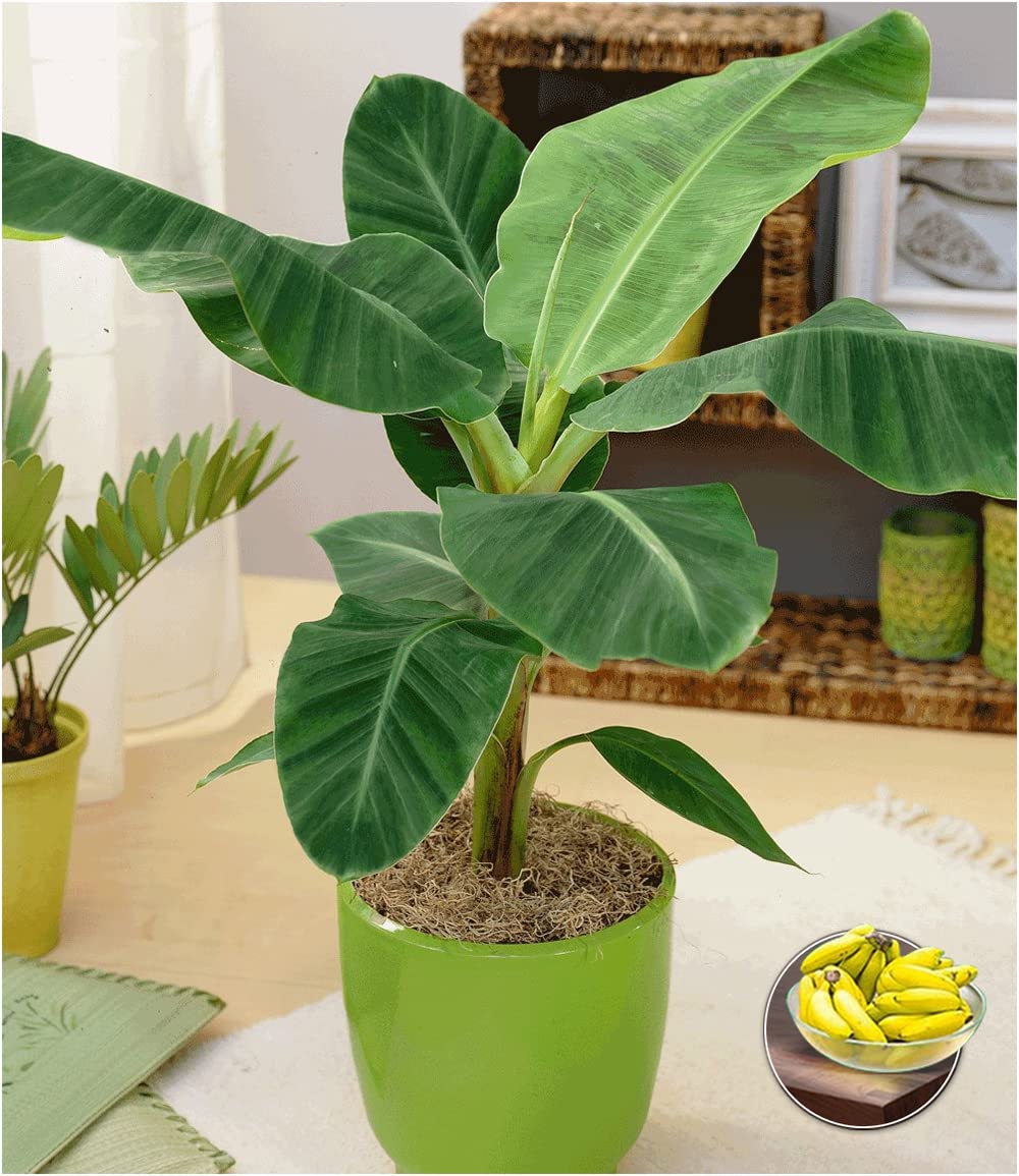 baldur-garten-musa-banana-tropicana-pflanze-im-12-cm-topf image 2