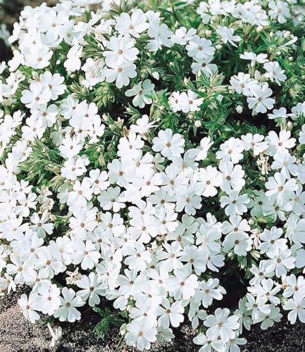 baldur-garten-8er-bodendecker-phlox-mix-flowers-of-the-sea-9x9-cm-topf image 8
