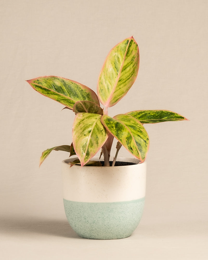 feey-aglaonema-salmon-fantasy-zimmerpflanze-kleine-pflanze-mit-farbigen-bl-ttern image 5