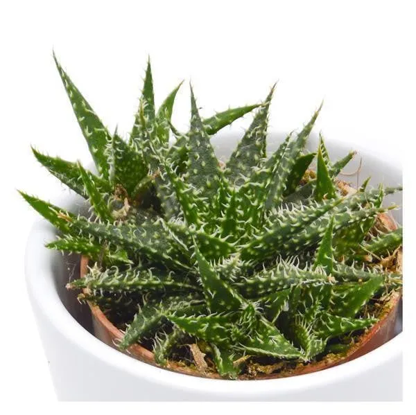 pasiora-aloe-descoingsii-pepe-sukkulente-5-5-cm-topf image 1