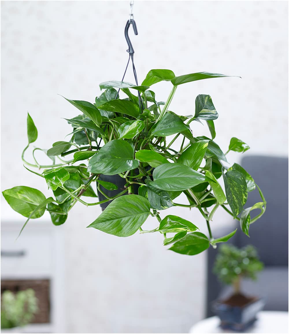 baldur-garten-h-ngepflanze-efeutute-epipremnum-im-15-cm-h-ngetopf image 2