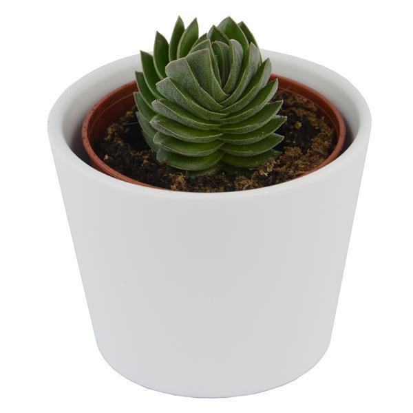 pasiora-crassula-buddha-s-temple-sukkulente-6cm-topf image 3