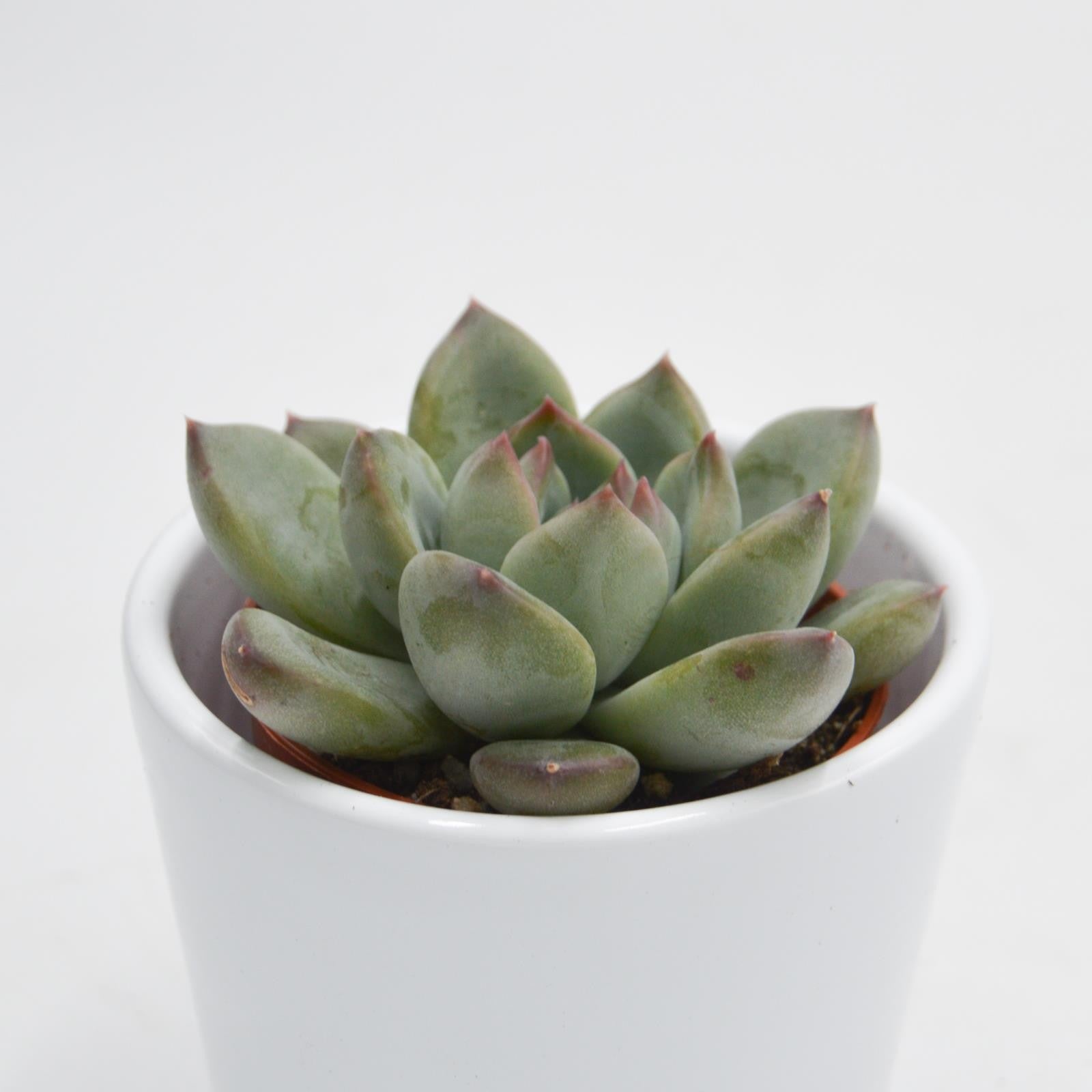 pasiora-echeveria-colorata-hybrid-sukkulente-5-5cm-topf image 2