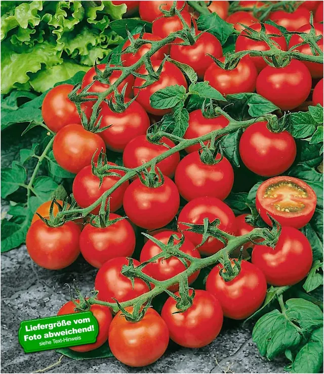 baldur-garten-strauch-tomate-sparta-f1-veredelt-2-pflanzen image 1