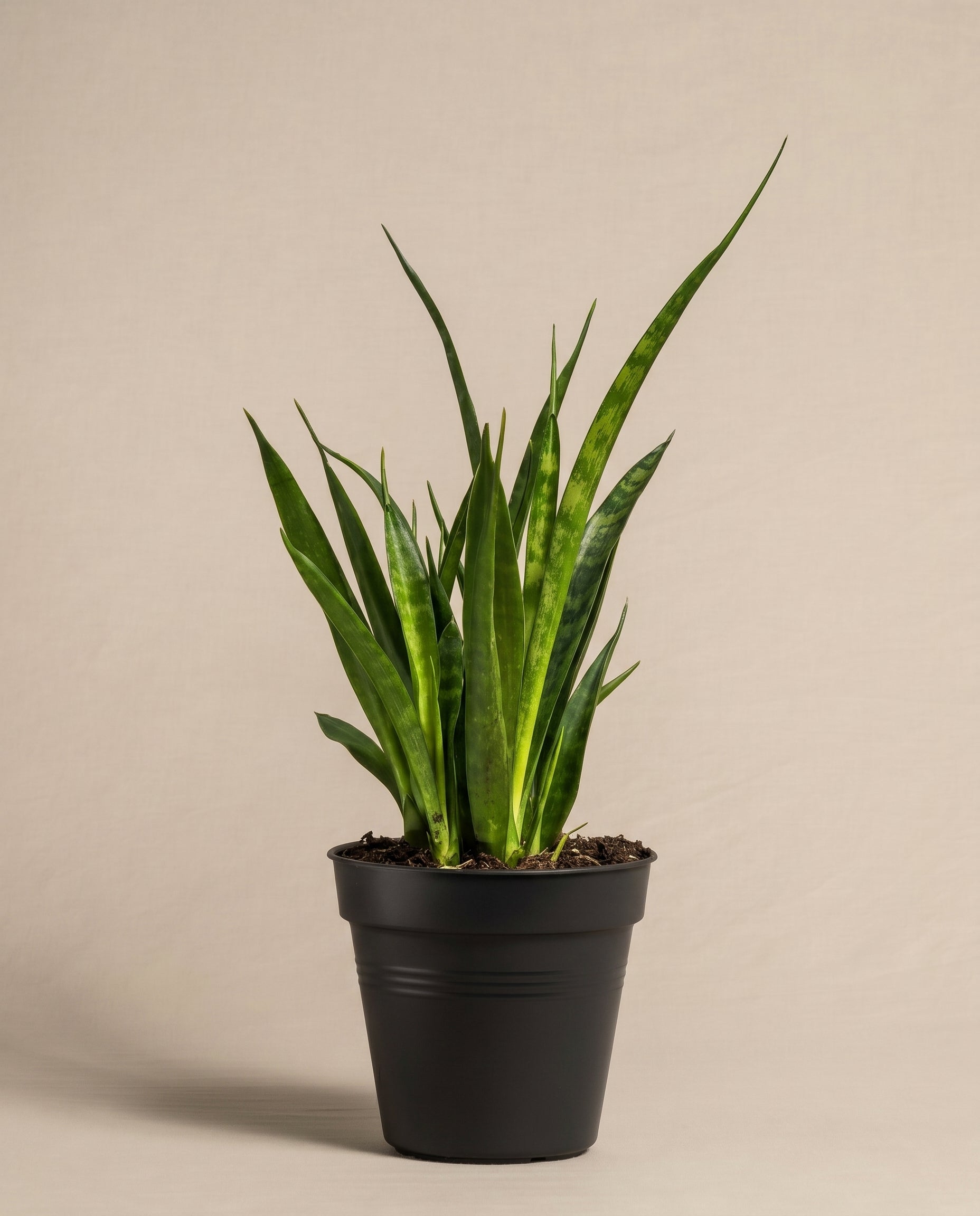 feey-sansevieria-friends-zimmerpflanze-im-14-cm-topf image 3