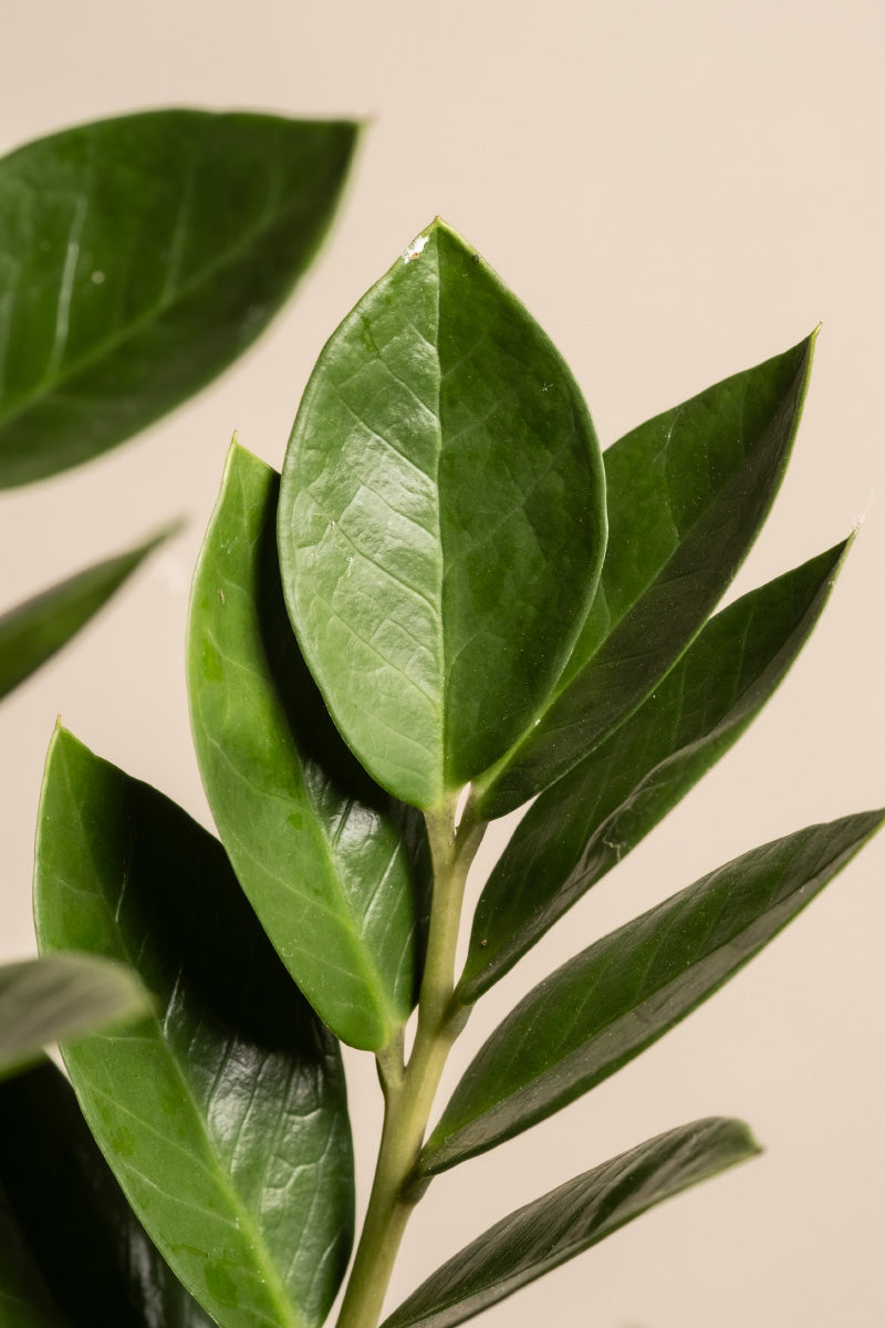 feey-gl-cksfeder-xl-zamioculcas-zamiifolia-gro image 7