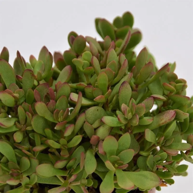 pasiora-crassula-radicans-dickblatt-8-5cm-topf image 1