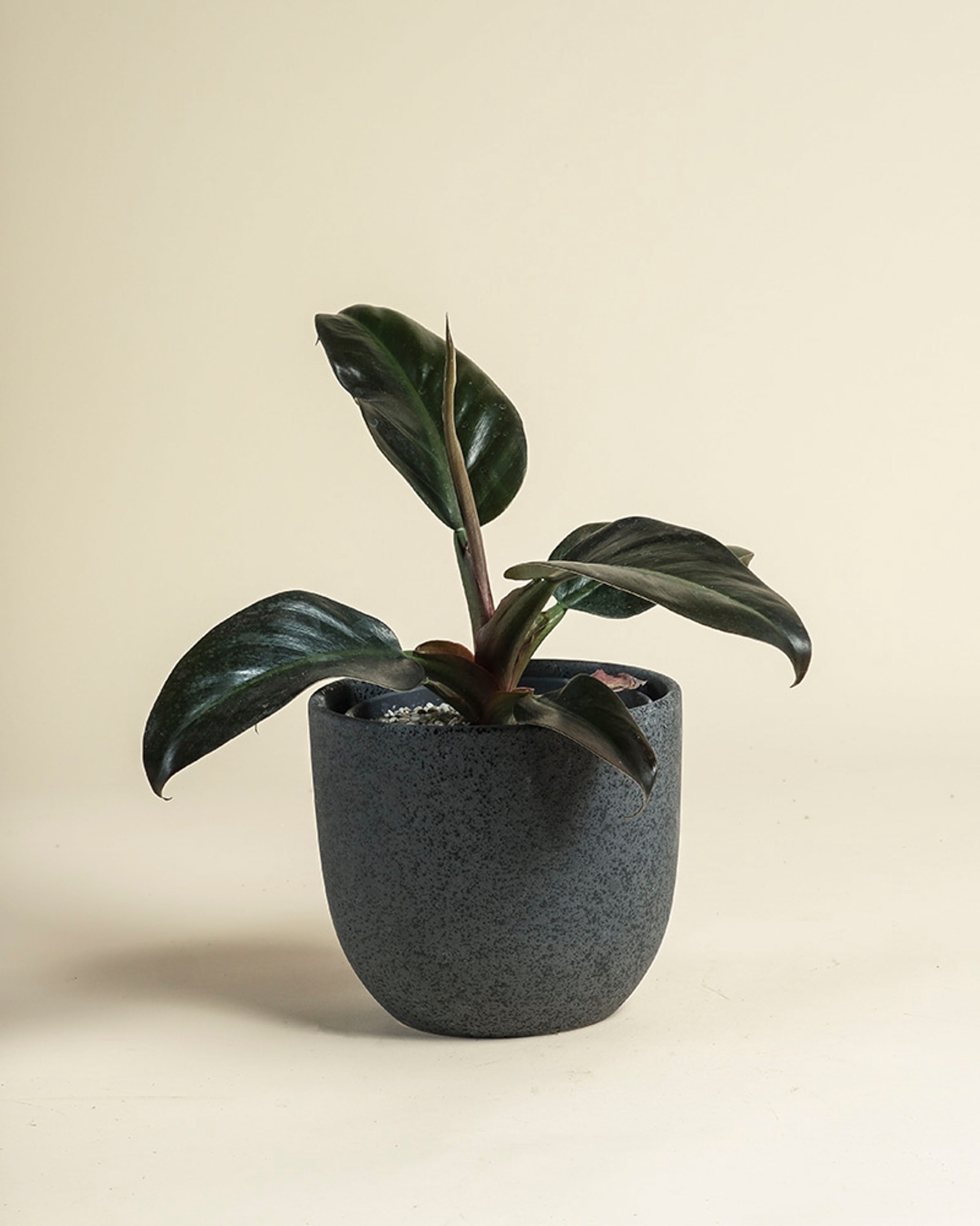 feey-philodendron-imperial-red-zimmerpflanze-dunkelgr-n-rot image 8