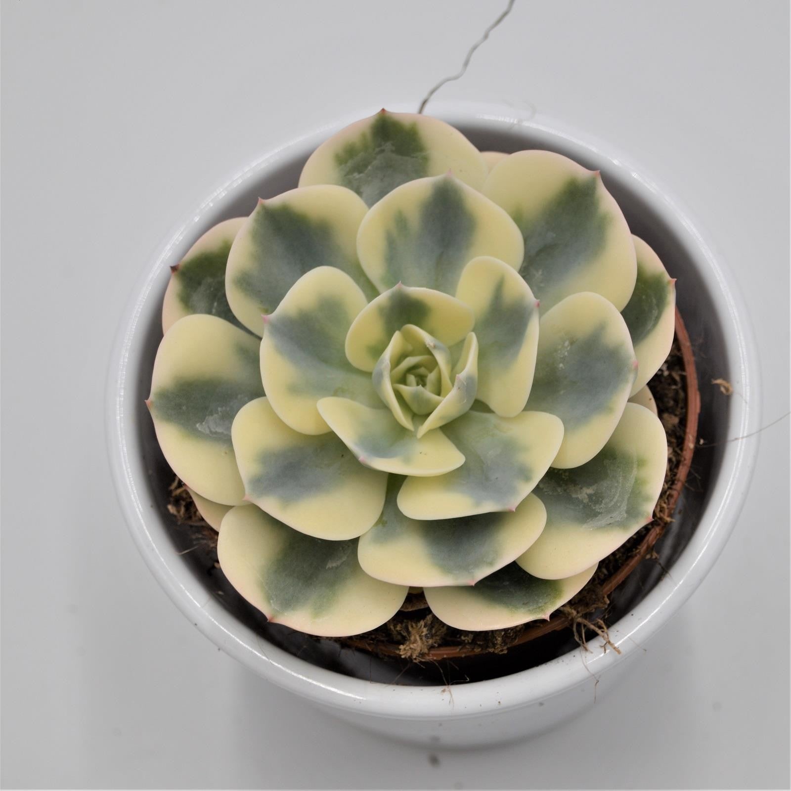 pasiora-echeveria-compton-carousel-sukkulente-8-5cm-topf image 1