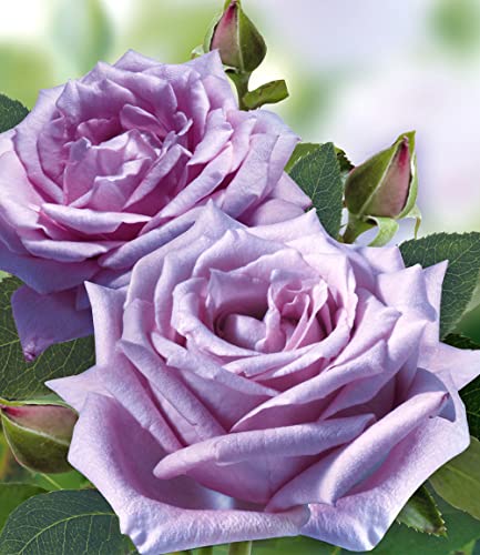 baldur-garten-set-clematis-florida-sieboldii-edelrose-mamy-blue image 7