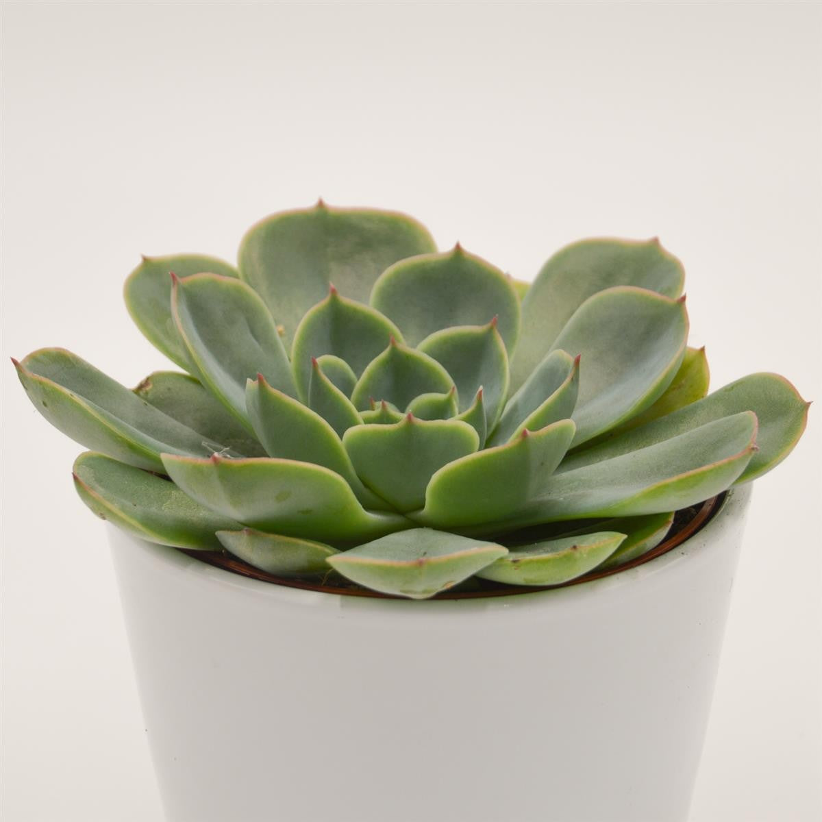 pasiora-echeveria-fora-sukkulente-12cm-topf image 1