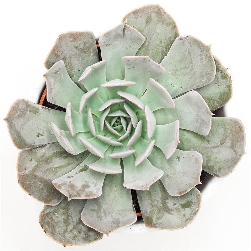 pasiora-echeveria-grey-prince-echeverie-9cm image 2