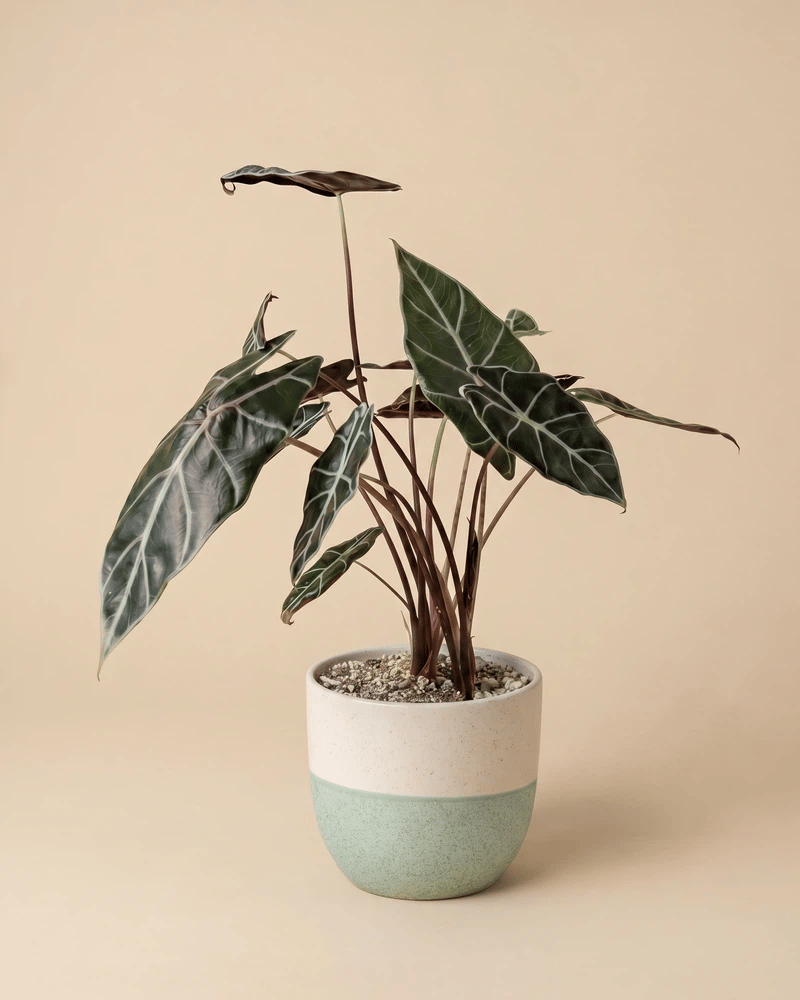 feey-alocasia-red-vein-rarit-t-hydropflanze image 5