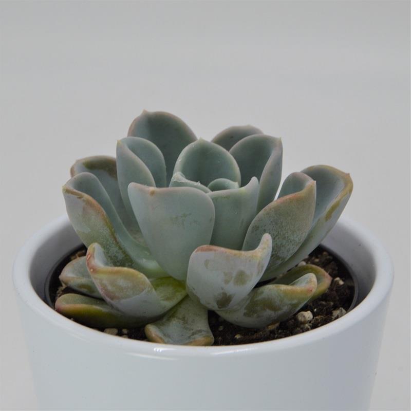pasiora-x-pachyveria-opret-sukkulente-9cm-topf image 2