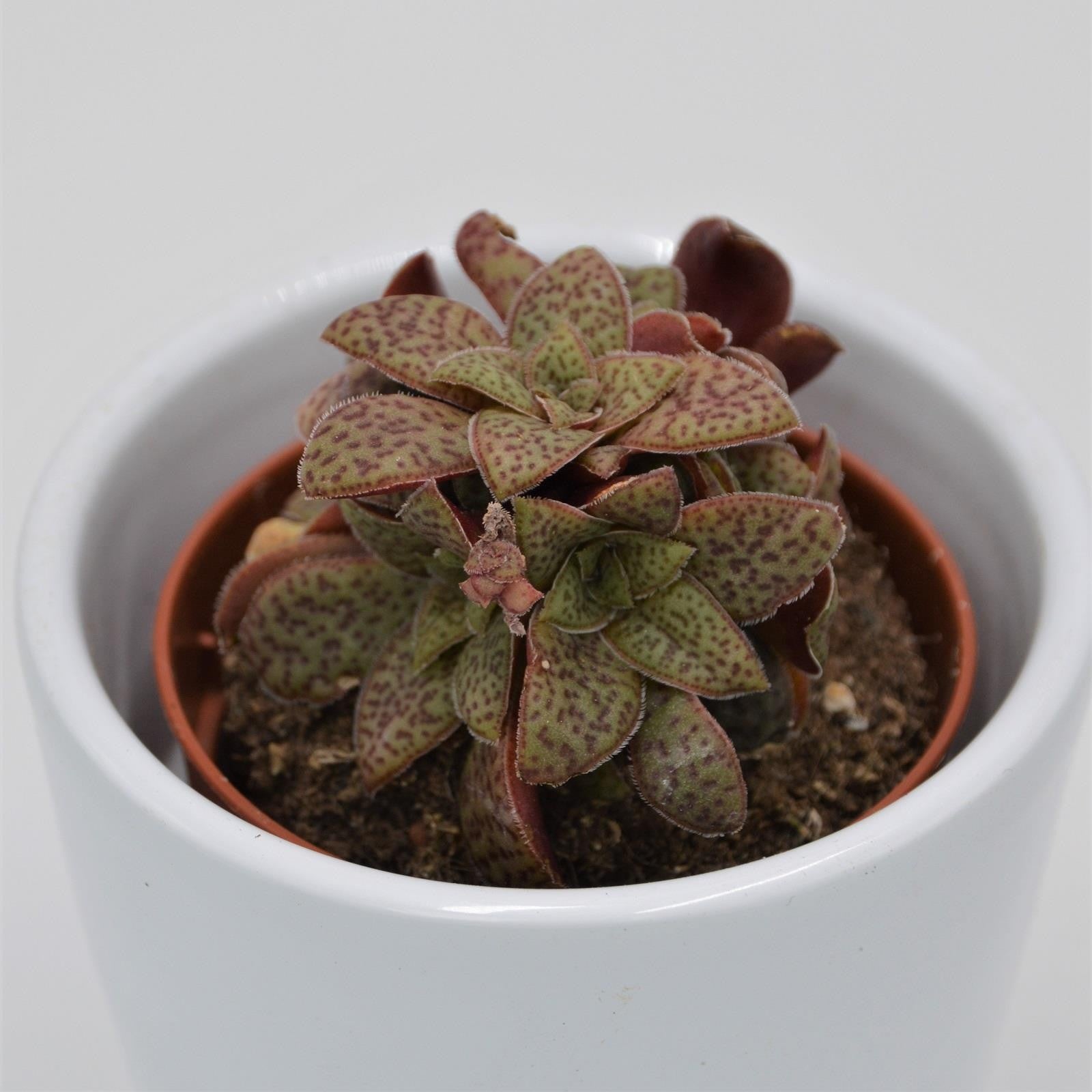 pasiora-crassula-exilis-subsp-picturata-sukkulente-5-5cm-topf image 3