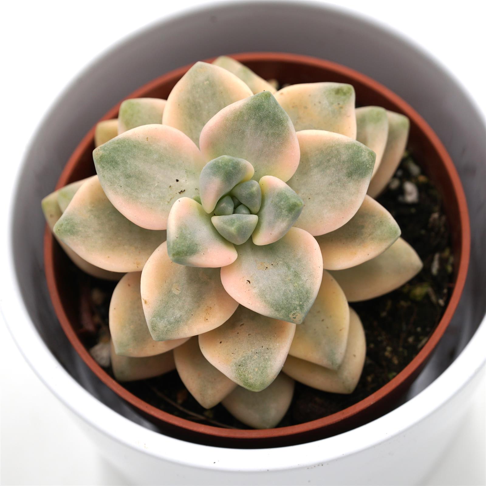 pasiora-x-graptoveria-titubans-f-variegata-sukkulente-8-5cm-topf image 1