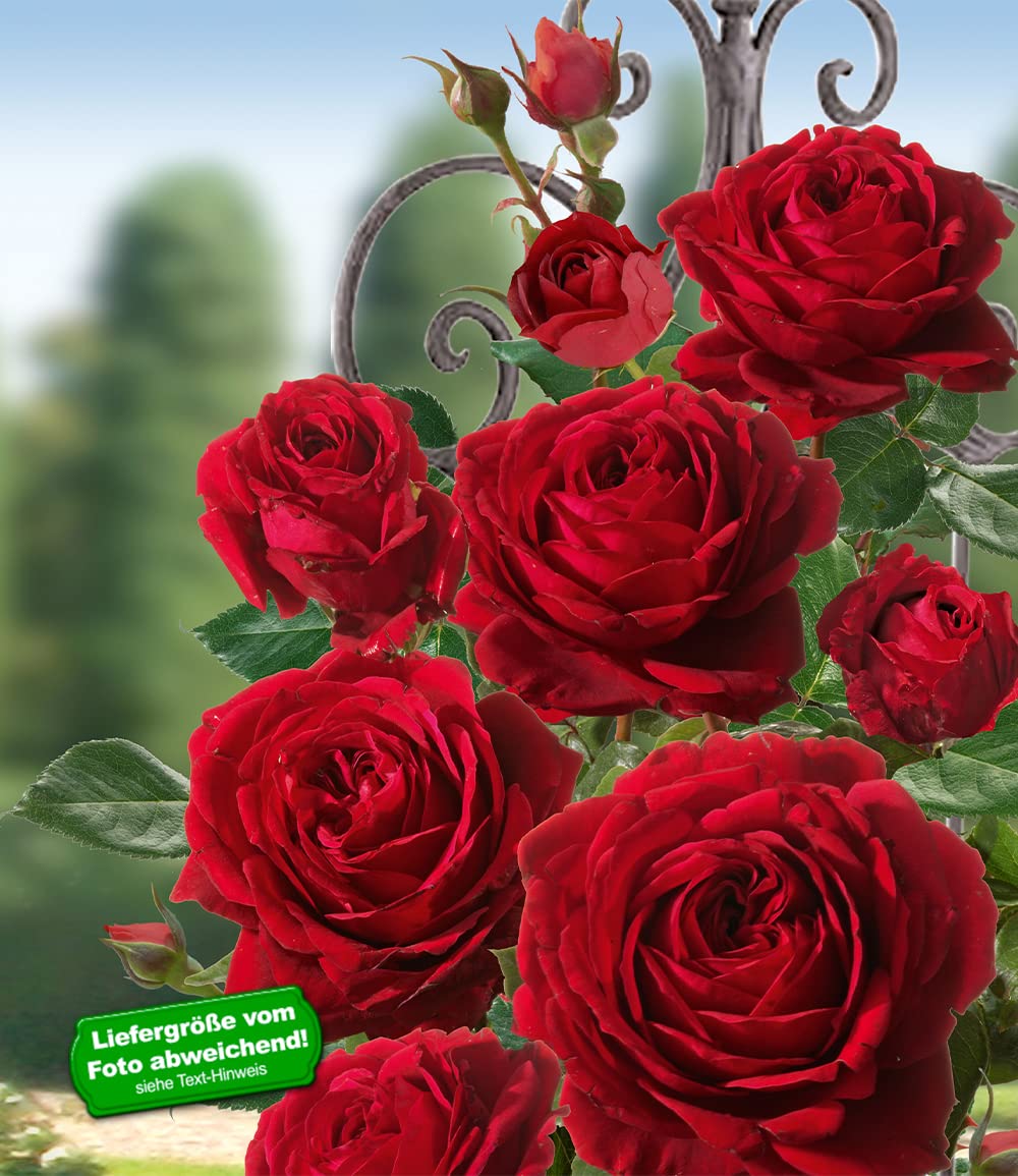 baldur-garten-delbard-kletterrose-messire-delbard-wurzelnackte-parfum-rose image 2