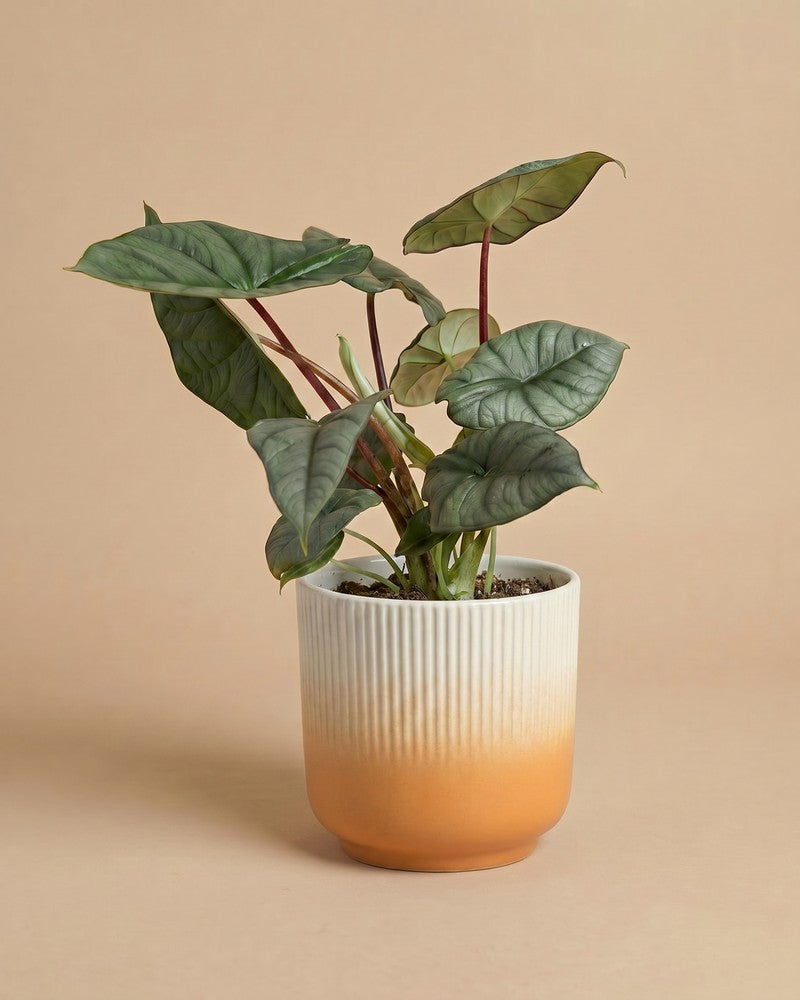 feey-alocasia-silver-nebula-rarit-t-hydro-zimmerpflanze-klein image 7