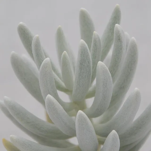 pasiora-senecio-haworthii-sukkulente-8-5cm-topf image 1