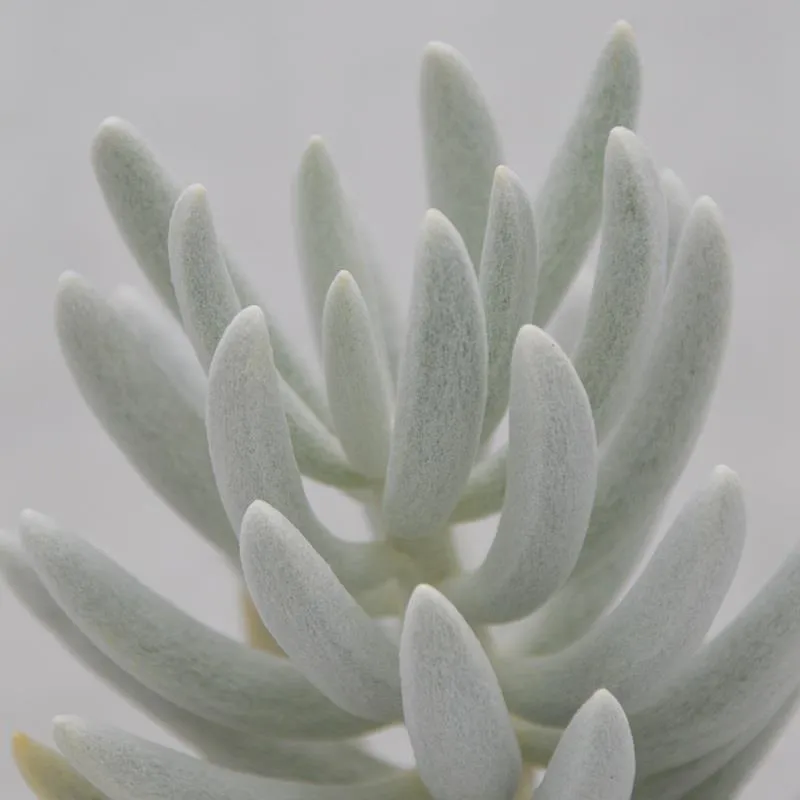 pasiora-senecio-haworthii-sukkulente-8-5cm-topf image 1