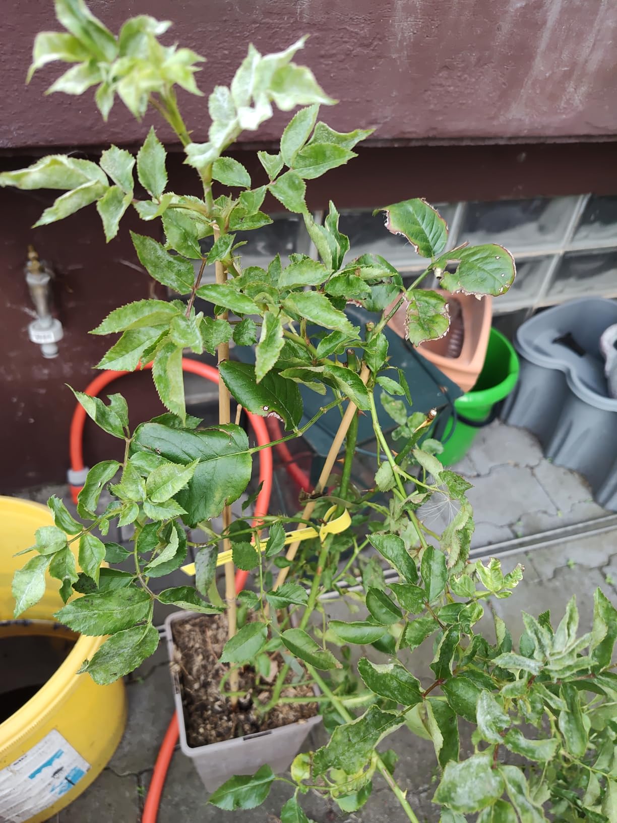 Traumrose für Pergola
