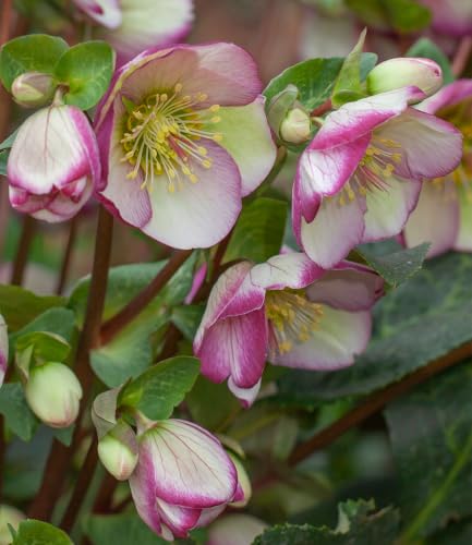 baldur-garten-helleborus-frostkiss-glenda-s-gloss-christrose-im-12-cm-topf image 4