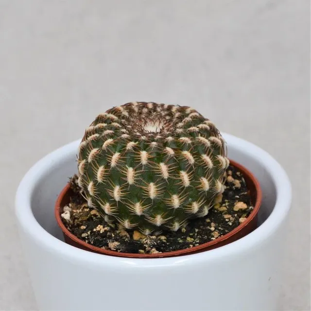 pasiora-sulcorebutia-canigueralii-kaktus-5-5-cm-topf image 1