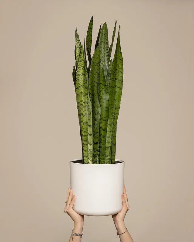 feey-gro-e-gr-ne-schwiegermutterzunge-sansevieria-zeylanica image 1