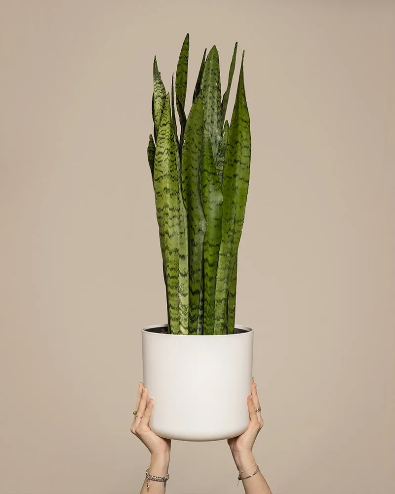 feey-gro-e-gr-ne-schwiegermutterzunge-sansevieria-zeylanica image 1