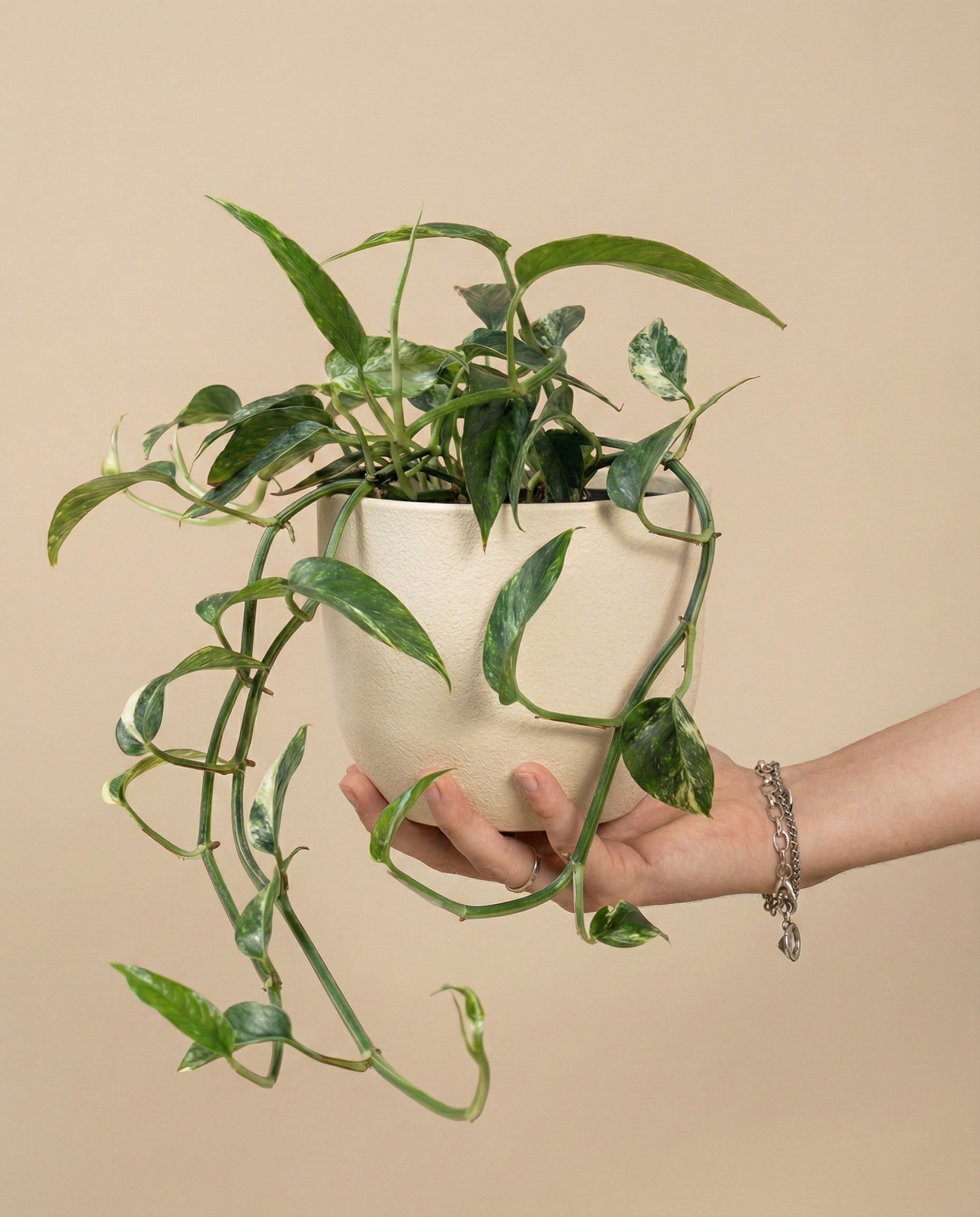feey-epipremnum-pinnatum-variegata-panaschierte-h-ngepflanze image 1
