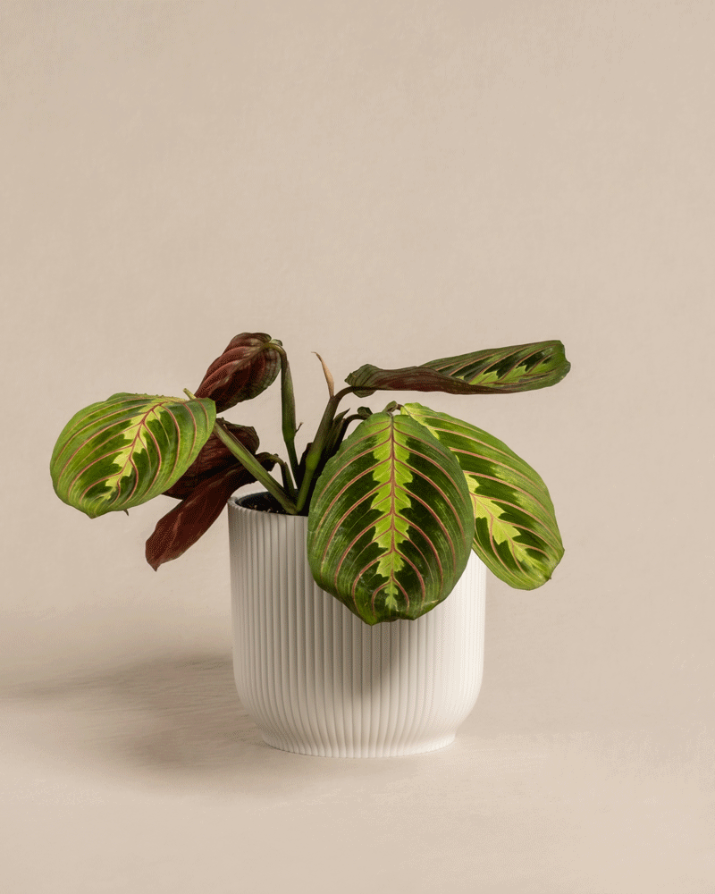 feey-maranta-leuconeura-tricolor-pfeilwurz-prayer-plant-zimmerpflanze image 8