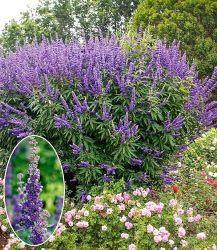 baldur-garten-m-nchspfeffer-queen-bee-vitex-zierstrauch image 5