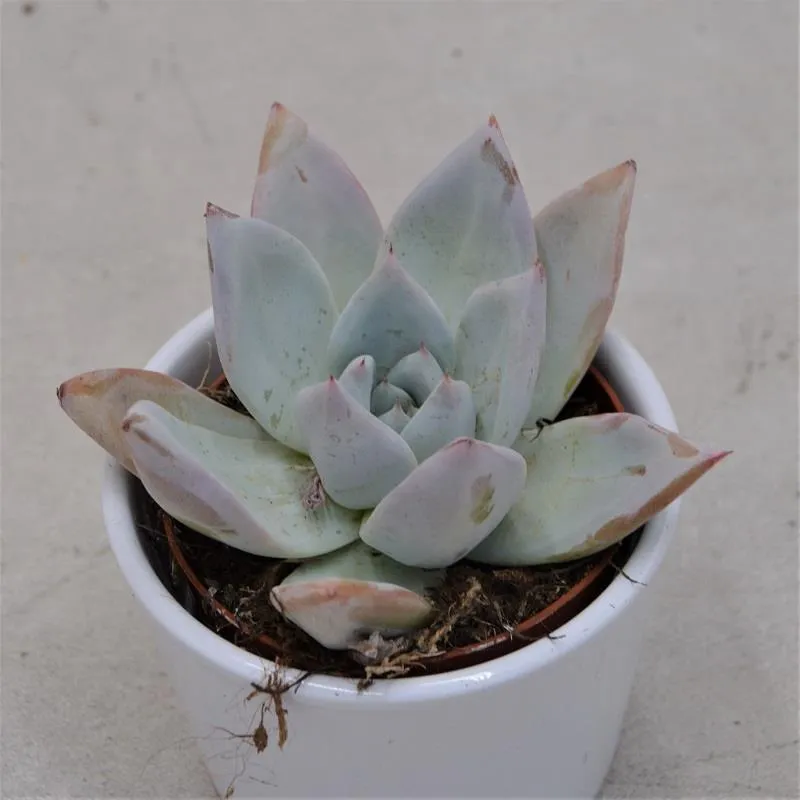 pasiora-echeveria-mexican-giant-sukkulente-9-cm-topf image 1