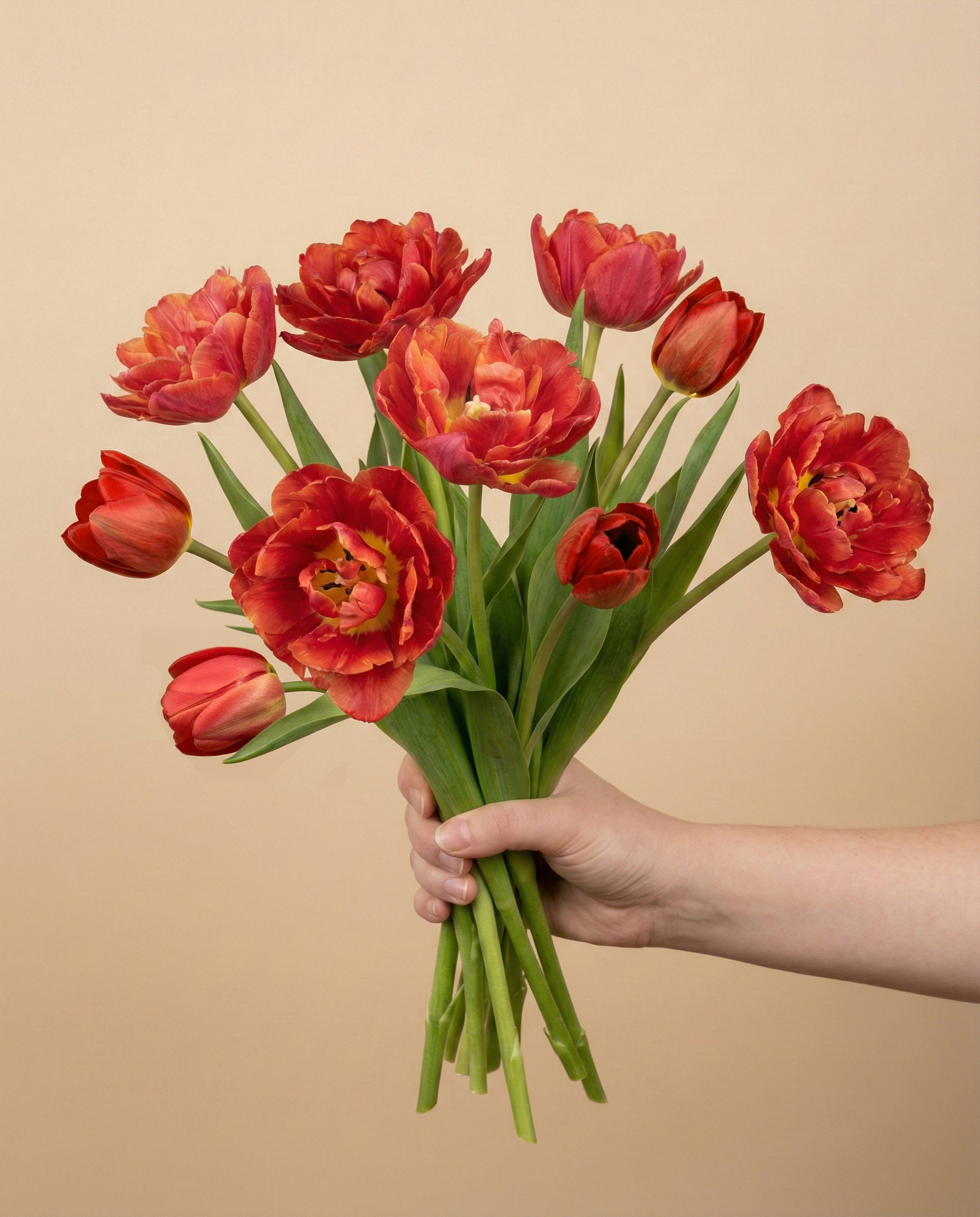 feey-tulpen-herzklopfen-tiefrot-holland image 3